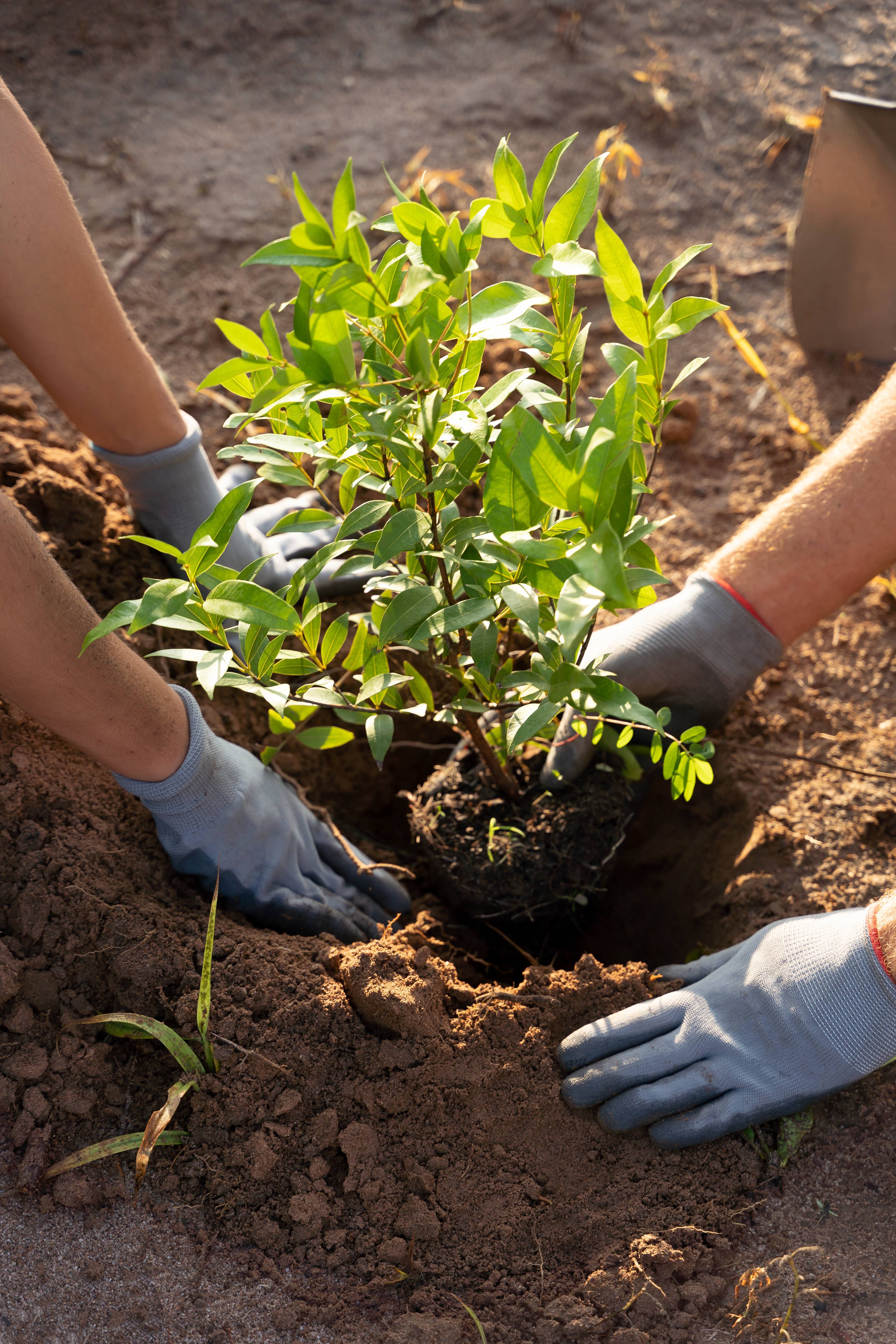 Boom aanplanten