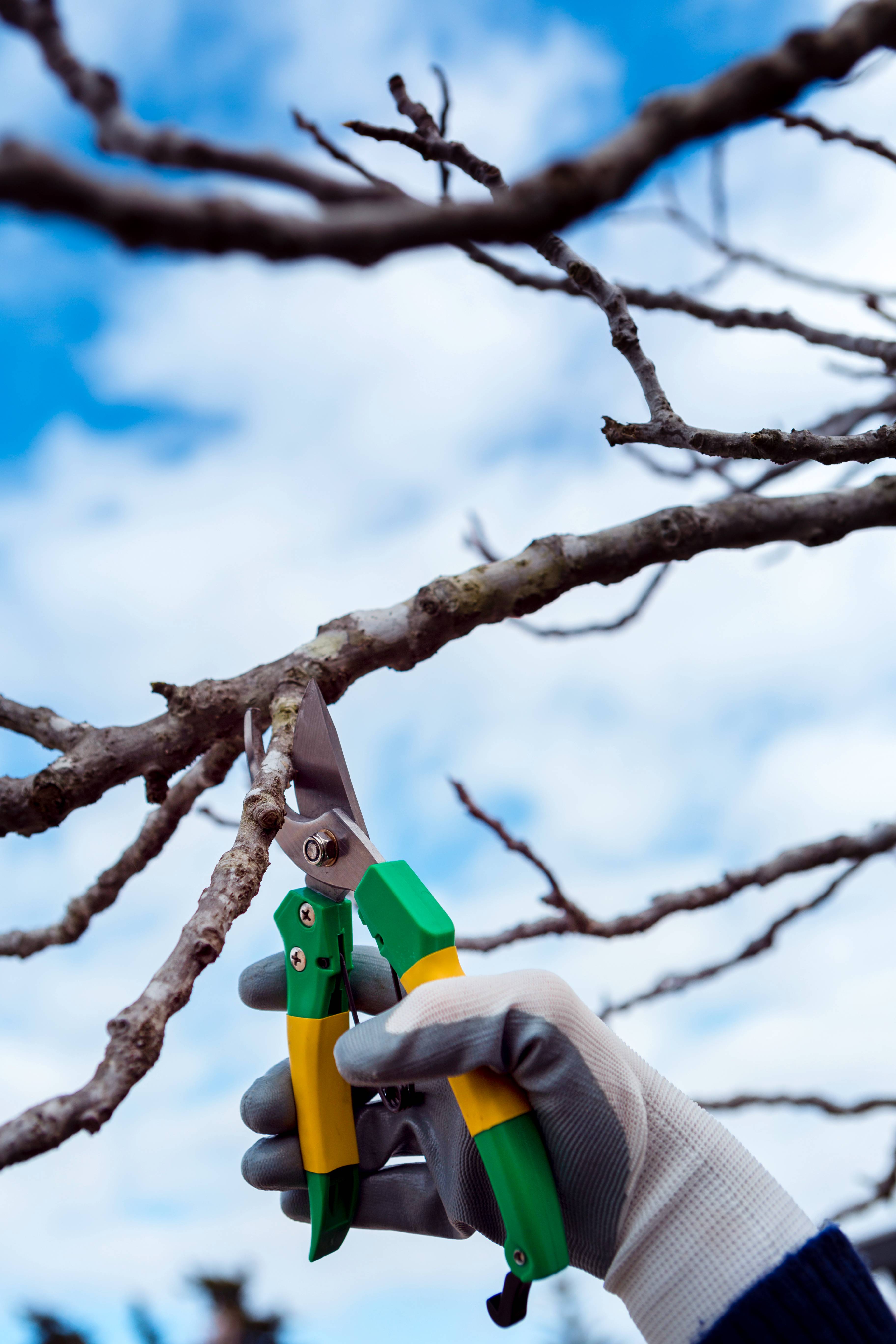 Bomen snoeien