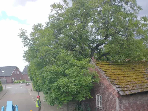 Boomverzorging door Treeminded, foto 2